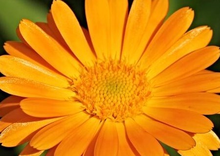 What are the beautiful seed planting methods of calendula? What is the effect and effect? When will it blossom?