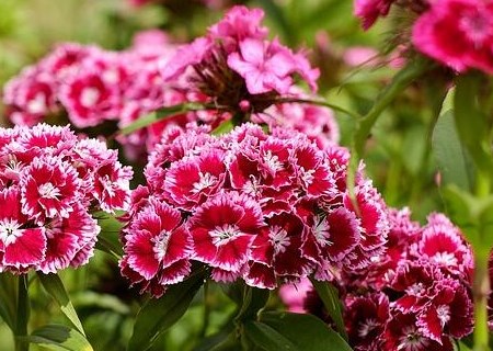 What are the seed planting methods of perennial herbs Carnation? What is the effect and effect? And the area of summer carnation