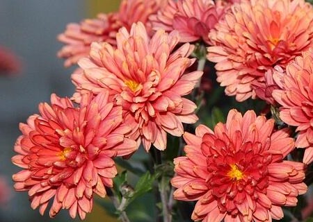 What are the planting methods of perennial herbaceous plant chrysanthemum seeds? When do you plant it? What are the planting prospects?