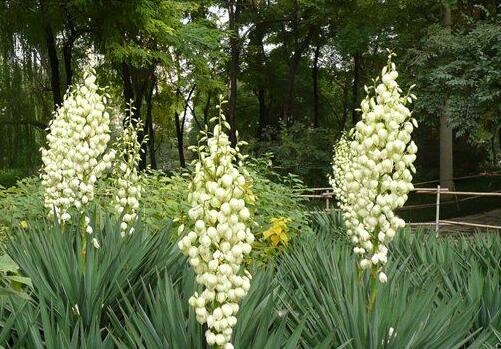 How much is the national flower orchid bonsai in Seychelles? When will it blossom? What is fancy language? How