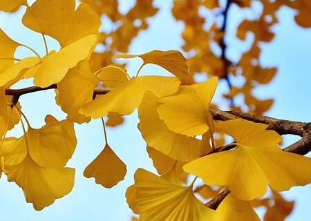 What are the seed planting methods of ginkgo trees? What's the use? How much is one? What's the use?