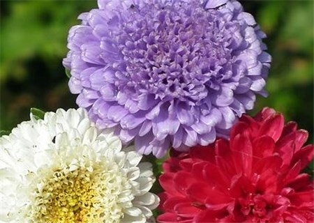 What are the planting methods of herbaceous chrysanthemum seeds? What is fancy language? When will the seeds be sown?