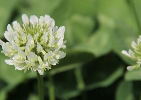 What are the seed planting methods of perennial herbaceous white clover? What's the use?