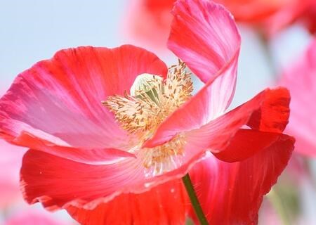 What are the seed planting methods of annual herb Yumeiren? What's the difference between poppy and poppy? What's the price?