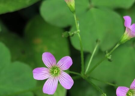 What are the seed planting methods of herbaceous clover? What are the prospects for planting clover? Can I eat it?