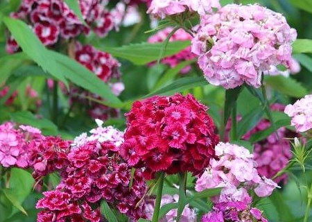 What are the seed planting methods of Carnation (also known as Carnation) in the United States? What's the difference between carnation and Chinese carnation? Winter tolerance