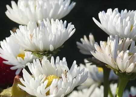 What are the planting methods of beautiful little daisy seeds? What is the effect and effect? What does it mean?