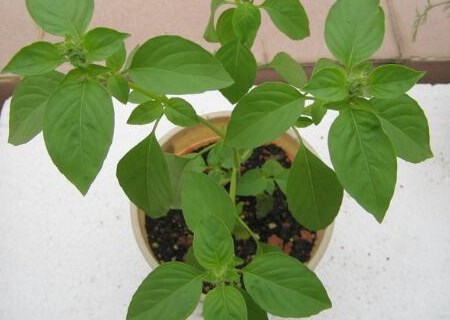 What are the fragrant basil seed planting methods? What varieties do you have?