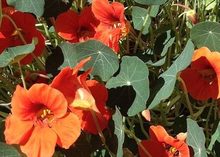 What are the seed planting methods of Trollius chinensis, which is also known as Trollius? Is the effect of clearing heat and reducing fire good? When will it blossom?