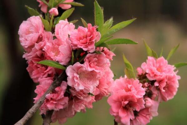 When does Arbor peach usually blossom? How much is the seedling price? Can it work out? How do you plant it?