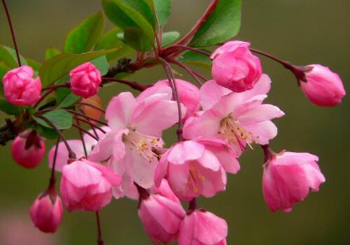 How much is the price of deciduous small trees and Begonia seedlings? When will it blossom? How long is the florescence? The fruit is edible.