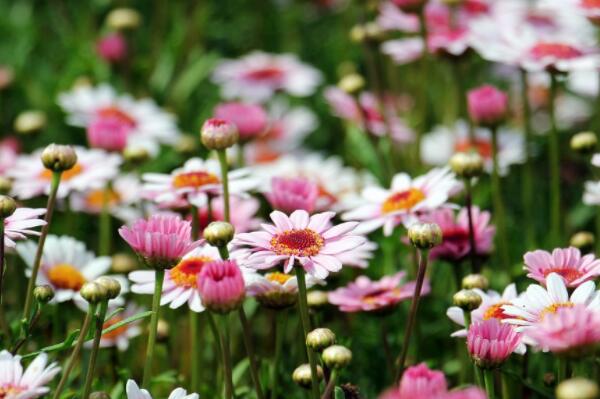 How much is the price of perennial herb chrysanthemum seedlings? When will it be planted, flowered and harvested? Plant one mu