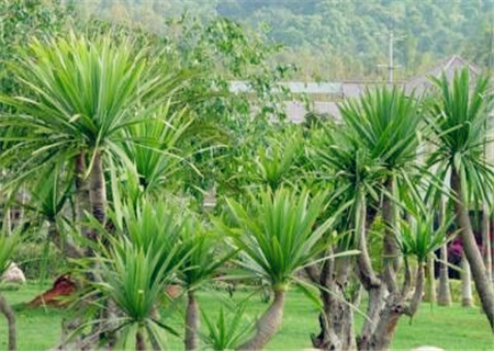 When will the dragon blood tree blossom and bear fruit? What are the methods of reproduction? When will the cuttings be ready?