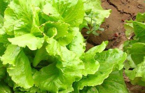 How are cream lettuce and garlic yellow grown? When is the planting time? What are the points for attention?