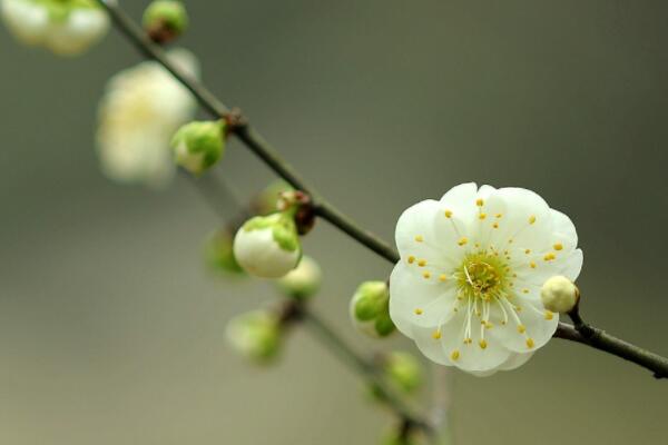 How much is the price of deciduous trees and green plum seedlings? Which is better, Hongmei or Hongmei? When will it blossom and bear fruit? What?