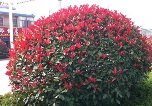 Is it okay to grow red leaf Photinia in the courtyard of your home? How much is the seedling price? What are the cutting techniques?