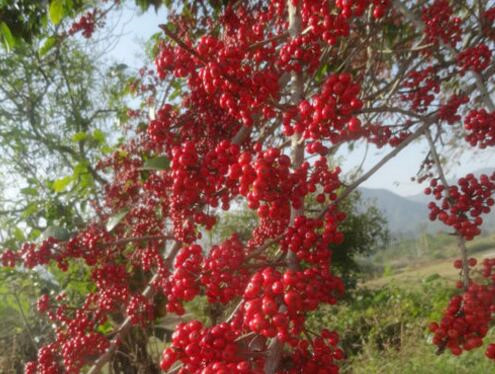 How much is the price of red fruit holly at 10 cm? How to plant it? Can its fruit be eaten? What are the effects and effects?