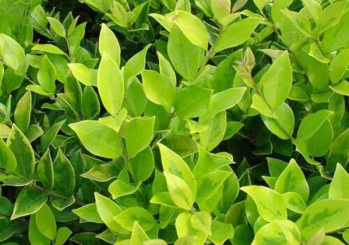 How much is the price of evergreen shrub Jinsen privet seedlings? What's the difference between Golden Leaf Privet and Golden Leaf Privet? How do you plant it? Common diseases