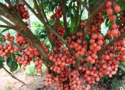 In what month do wooden milk fruits are usually planted? How long will it blossom and bear fruit? What is there to pay attention to?