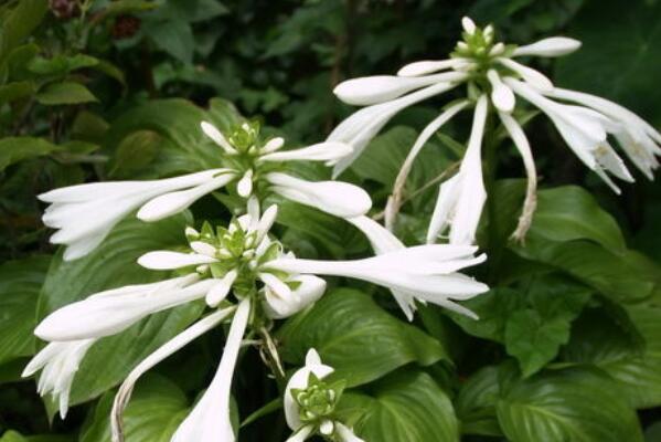 How much is the price of the perennial plant hairpin flower seedlings? What varieties do you have? What are the breeding methods? What is fancy language?