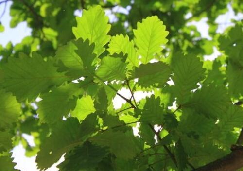 What does the American national tree oak look like? When will it be planted and bear fruit? Can its fruit be eaten? How do you plant it?