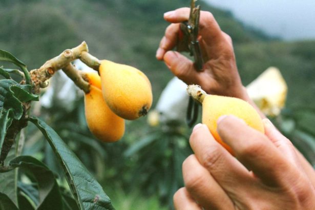 Slash Life of Mountain Pig Loquat 