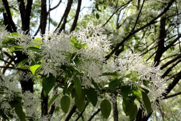 How much is the price of deciduous shrub fringed tree seedlings? When does it blossom? Can sweet-scented osmanthus trees be grafted? How to plant