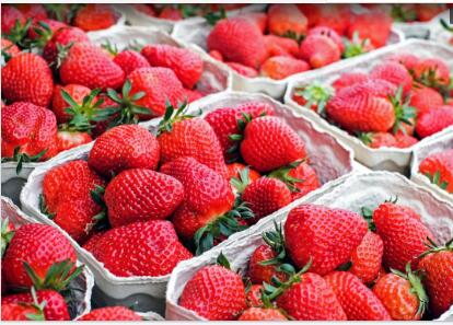 How to carry out soilless cultivation and management of strawberry cultivation?