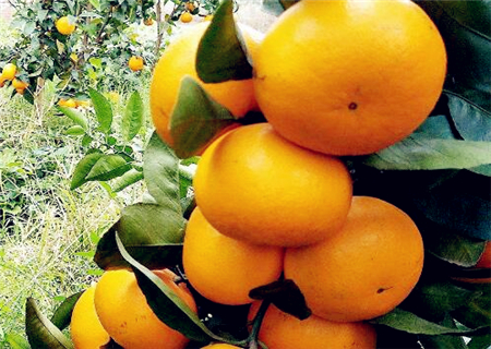 Where can I grow mandarin? How many years does it blossom? How many kilograms per mu? Attached high-yield cultivation techniques