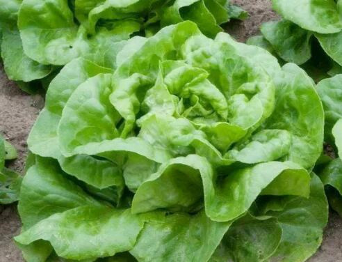 How much is the cream lettuce per jin? How to plant it? How do you cook it? What are the effects and effects?