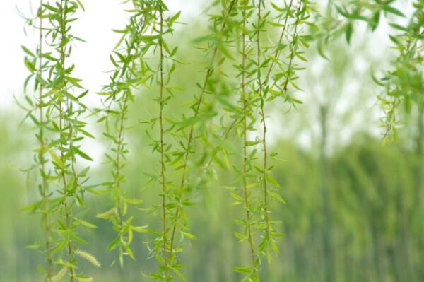 How do deciduous trees and weeping willows spread their seeds? How much is the sapling price? What are the planting techniques?