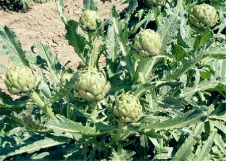 How much is artichoke (artichoke) per jin? When is the best time to plant and harvest? Attached planting method