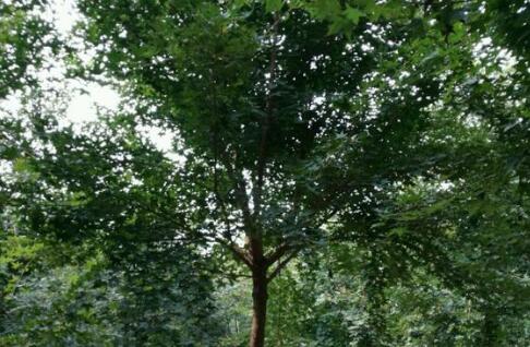 What are the planting prospects of Yuanbao maple, 