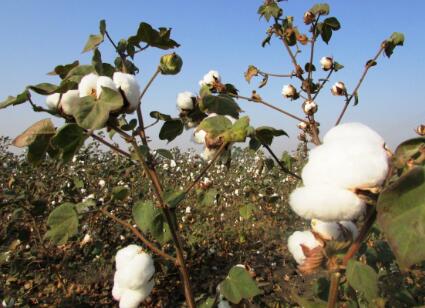 How to grow cotton? What are the high-yield technologies?