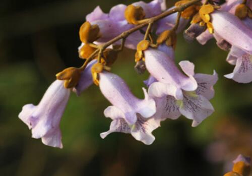 What is the purchase price of deciduous trees paulownia trees? How much is a sapling? When will the flowers bloom and the leaves fall? What?