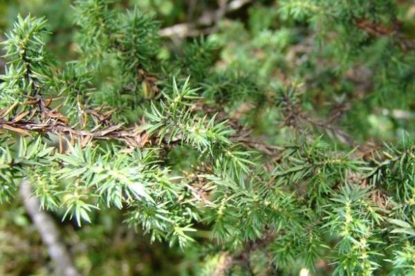 How much is the price of evergreen small trees juniper seedlings? Can I keep it at home? Can you make bonsai? How do you plant it?