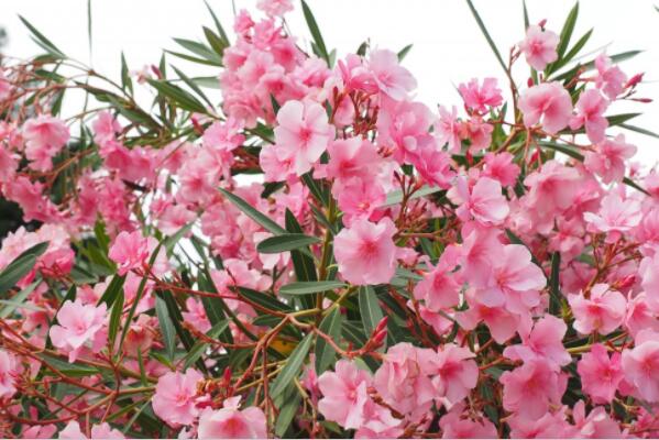 How much is the price of shrub oleander seedlings? Is it poisonous? When will it blossom? How to plant and maintain?