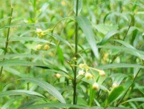 (medicinal plants) how much is the price of Xu Changqing per jin? How to plant it? What are the effects and effects?