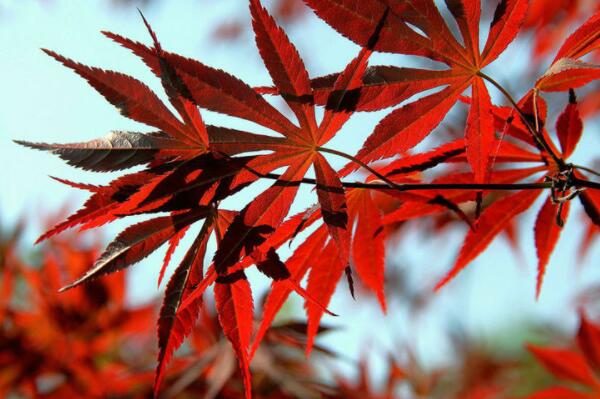 How much is the price of seedlings and seeds of maple trees with deciduous leaves? What's the difference between red maple and red maple? Bonsai such as