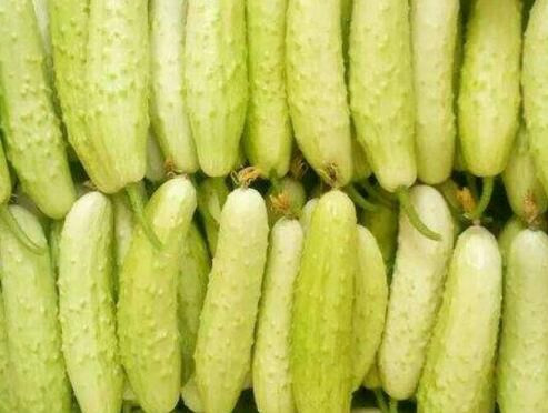 How to grow white cucumbers? How many jin per mu? What are the effects and effects?