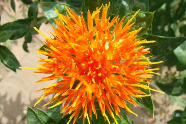 How much is the price of herbaceous safflower seeds per jin? When will it be planted and harvested? How do you plant it?