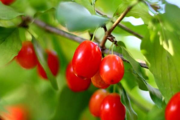 What does the deciduous tree dogwood look like? How much are the seeds and saplings? What are the planting techniques?