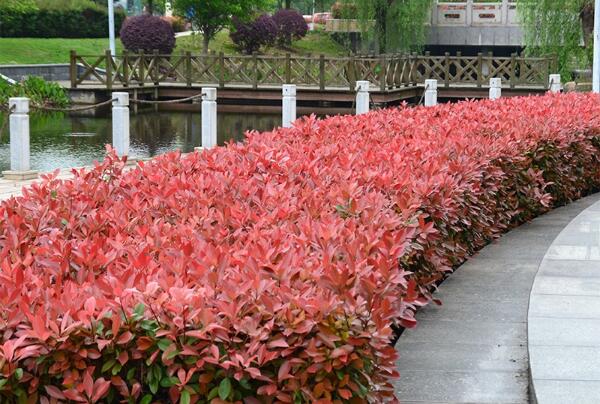 When will the red leaf Photinia of Rosaceae be sown? How to plant it? What are the effects?