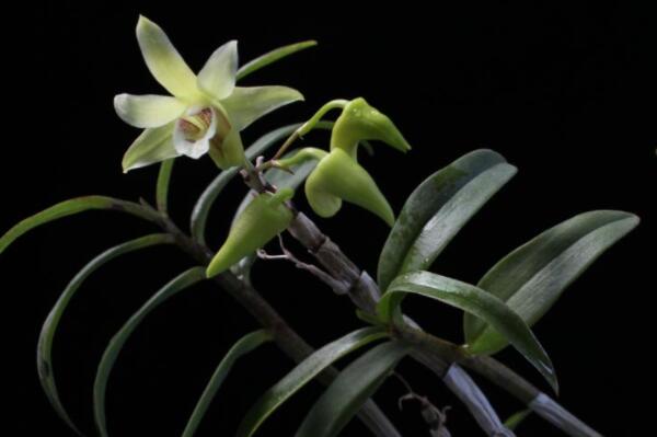 What kind of fertilizer does Dendrobium candidum of Orchidaceae use? What if the leaves turn yellow? How much is the price of seeds and seedlings?