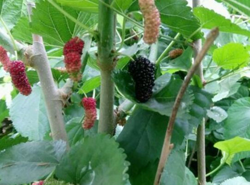 Do 2018 kinds of mulberry trees make money? How many plants are planted per mu? How to plant it?