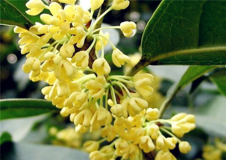 When will sweet-scented osmanthus blossom? How to grow well? How much is the price of a sweet-scented osmanthus tree of 10 centimeters?