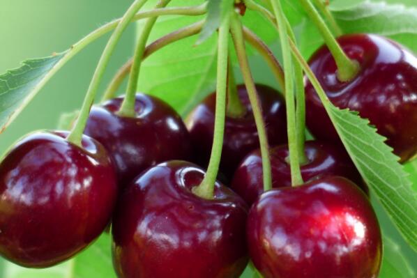 How much is the price of cherry tree seeds? When to sow and bear fruit? How does it sprout? How?