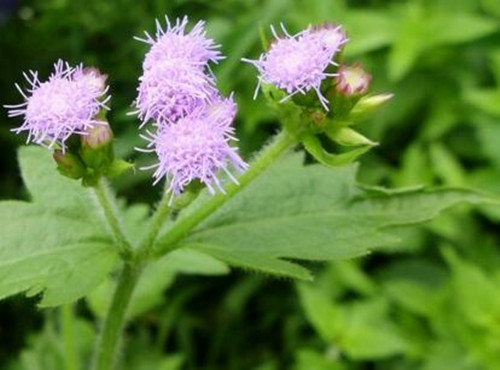 How much is the seed price of Huoxiang thistle per jin? How to plant it? What are the effects and effects?