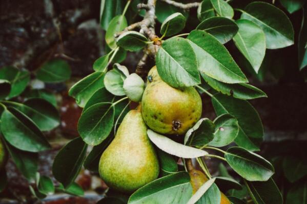 When do pear trees usually blossom? As a result, what kind of medicine do the long heart worms take? Why can't you grow a family? Attached planting