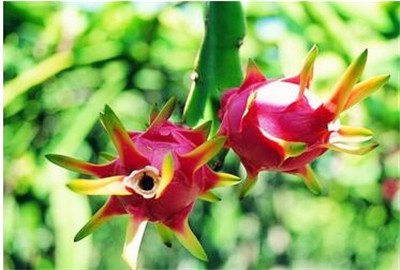 When does the dragon fruit blossom and bear fruit? What is the annual net profit of planting 100 mu?